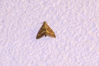 Ostrinia nubilalis