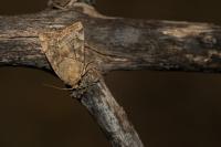 Cosmia trapezina