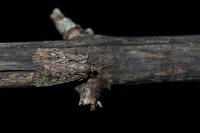 Dichagyris signifera