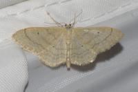 Idaea deversaria