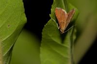 Endotricha flammealis