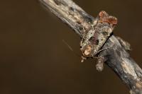 Epilecta linogrisea