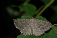 Gnophos furvata