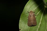 Hoplodrina ambigua/blanda