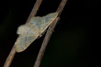 Idaea aversata