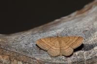 Idaea ochrata