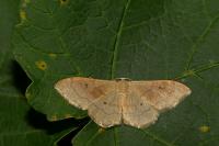Idaea rubraria