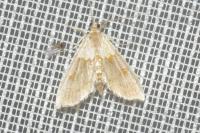 Agrotera nemoralis