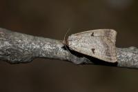 Lygephila lusoria