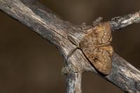 Lymantria dispar