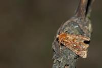 Panchrysia v-argenteum