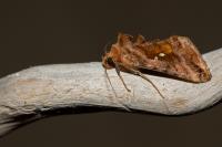 Autographa jota