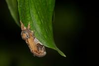 Notodonta ziczac