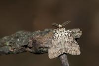 Lymantria monacha