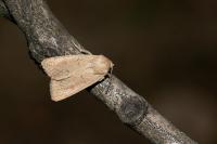 Mythimna ferrago