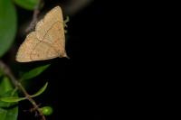 Paracolax tristalis