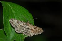 Peribatodes rhomboidaria rhomboidaria