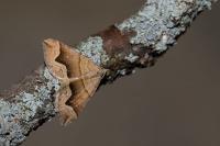 Scotopteryx moeniata