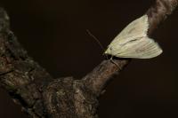 Sitochroa palealis