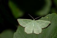 Thalera fimbrialis