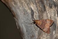 Uresiphita gilvata