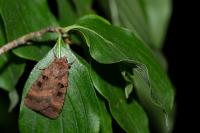Xestia stigmatica