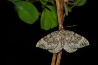 Colostygia olivata