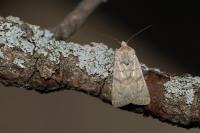 Euxoa decora simulatrix