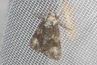 Craniophora ligustri