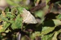 Pyrausta despicata