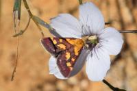 Pyrausta purpuralis