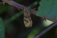Nomophila noctuella