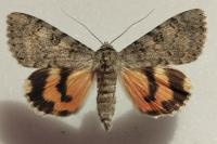 Catocala puerpera
