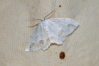 Scopula ornata