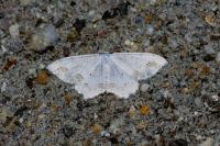 Scopula ornata