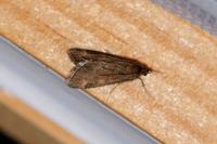 Pyrausta despicata