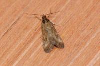 Pyrausta despicata