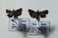 Heliothela wulfeniana