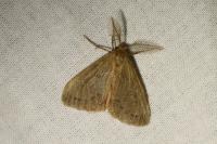 Ocneria rubea