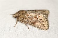 Thalpophila matura