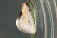 Cilix glaucata/hispanica