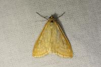 Sitochroa verticalis