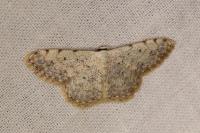 Scopula submutata roseonitens