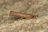 Pediasia contaminella
