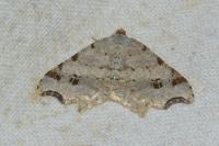 Macaria alternata