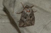 Anarta pugnax