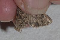 Anarta pugnax