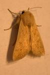 Mythimna vitellina