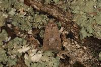 Xestia castanea