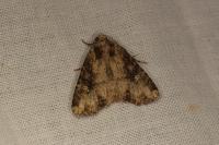 Mesapamea secalella/secalis